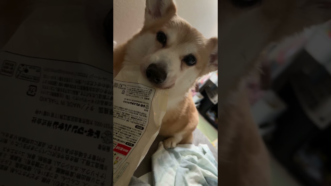 大好きなオヤツを持って飼い主が起きるのを待っていたようで…🤦‍♀️#shorts