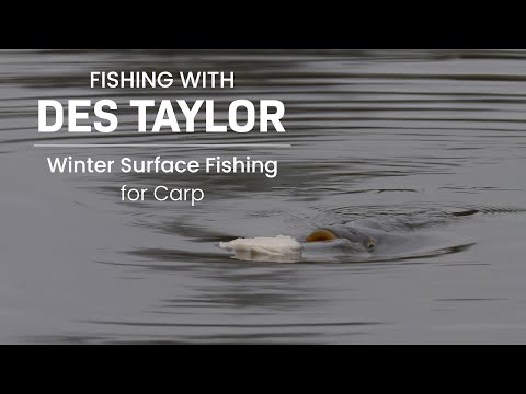Fishing With Des Taylor: Winter Surface Fishing For Carp. #carpfishing  #carp #fishing #nature