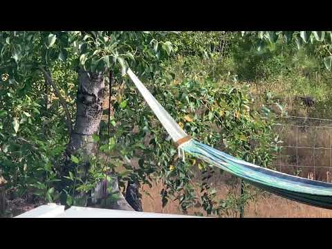 Thank You Stellar Jay - Life Is So Weird - Revolt From The Hill & Heart ♥️👍♥️