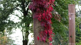 Herfstvideo deel 3 Adiemus - 03 - Cantus-inaequalis