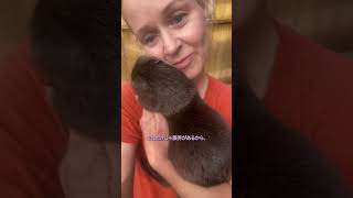 カワウソの秘密‼️ #animals #動物のいる暮らし #癒し #ペット #かわいい