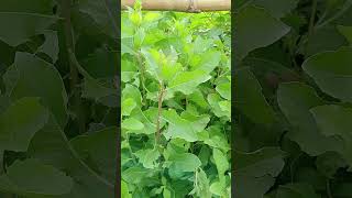 Download lagu ini namanya daun beluntas... ada yang pernah makan ?? mp3 Download lagu ini namanya daun beluntas... ada yang pernah makan ?? mp3