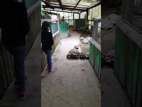 download lagu mp3 mp4 Turtles In Colorado, download lagu Turtles In Colorado gratis, unduh video klip Turtles In Colorado