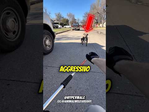 Pensavano fosse ARRABBIATO,ma…🥺❤️ #shorts