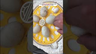 They saved two bird eggs that were about to fall from their nest…