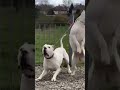 dogs barking loud compilation #shorts #dogshorts #doglovers #dog