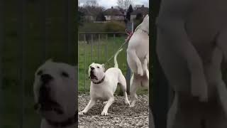 Download lagu dogs barking loud compilation #shorts #dogshorts #doglovers #dog mp3