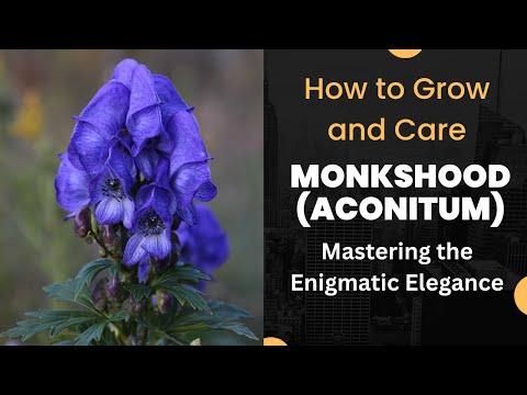 Mastering the Enigmatic Elegance: How to Grow and Care for Monkshood (Aconitum)