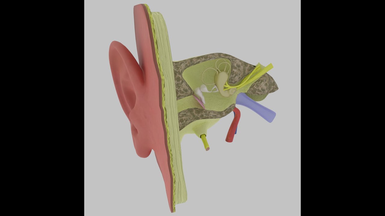 Ear anatomy cross section model 3D Model