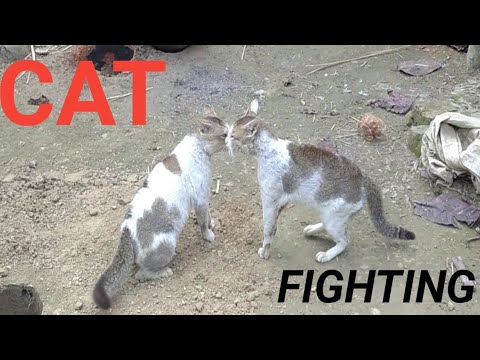 Cat Fight