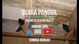 Download lagu Suara Panggil Paling Di Respon Walet | GRATIS mp3 Download lagu Suara Panggil Paling Di Respon Walet | GRATIS mp3