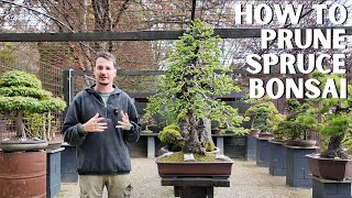 A Detailed Look At Pruning Spruce Bonsai | Back On The Bench Ep.1