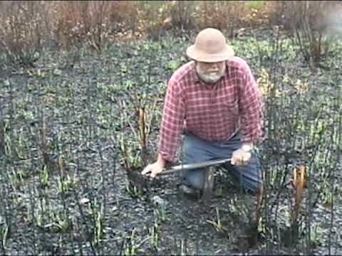 Gary and Audrey Revell Grunt for Worms