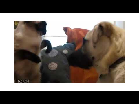 Funny Cat and Dog compilation videos 2021