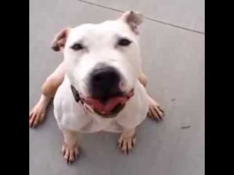 Sweet SUGAR!!  Owner surrender ONCE AGAIN! Check out her video! Senior, bred, used, then surrendered without a care..Angel eyes an smiile..you will fall in love. Beautiful dog!, an adopted Pit Bull Terrier in Meriden, CT_image-1