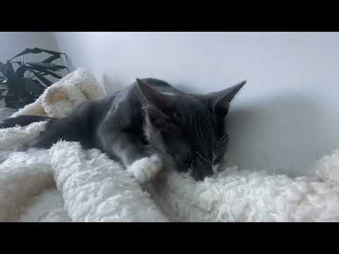 Kitten suckling on blanket