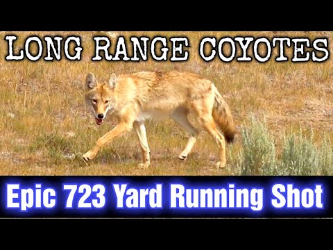 Long Range Coyotes (Epic 723 Yard Running Shot) 15 Down 6.5 Creedmoor