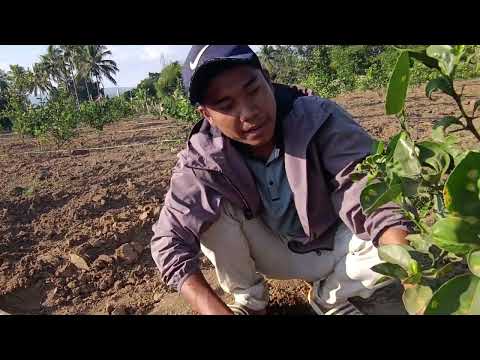 နှစ်ရှည်ပင်များ ရေပေးစနစ်တပ်ဆင်ပုံ