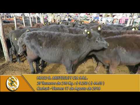17-08-18 Venta de Machos - Hugo R. Aristegui y Cia S.R.L. - Cacharì