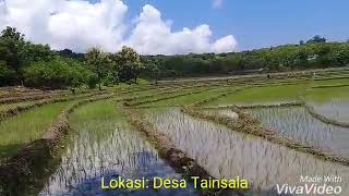 Download lagu Desa tainsala mp3 Download lagu Desa tainsala mp3