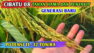 Download lagu CIBATU 08 || SUPERIOR RICE SEEDS - RESISTANT TO PESTS AND DISEASES mp3