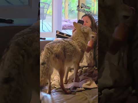 CAMOUFLAGE COYOTE! 🐺 #weavethecoyote #cute #animals #animal #nature #wildlife #friends #love #life 