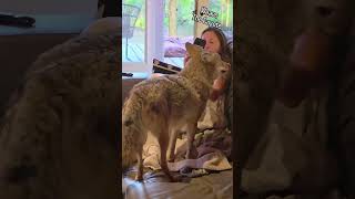 Download lagu CAMOUFLAGE COYOTE! 🐺 #weavethecoyote #cute #animals #animal #nature #wildlife #friends #love #life  mp3