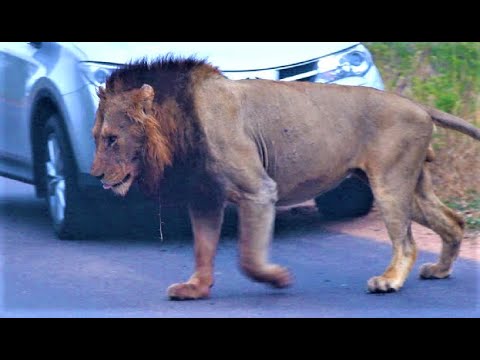 MASSIVE MALE LION COALITION IS NO MORE! Male Lion On His Own! Kruger National Park! #lion #lions