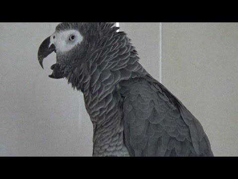 BESTER SPRECHENDER PAPAGEI STIVY STELLT SICH VOR !