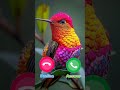 Ringtone Smartphone Music Ringtones