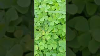 Download lagu panen daun Semanggi liar di sawah #shorts mp3