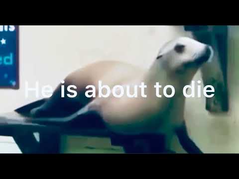 A dying seal's race against time