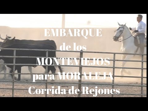 EMBARQUE Toros de Lidia MONTEVIEJOS para REJONES MORALEJA Fiestas Término Municipal de la Finca