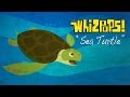 Sea Turtle by The Whizpops!