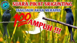 Download lagu Suara pikat Srigunting Terbaru 2021 ampuh yang jauh akan merapat!!! mp3 Download lagu Suara pikat Srigunting Terbaru 2021 ampuh yang jauh akan merapat!!! mp3