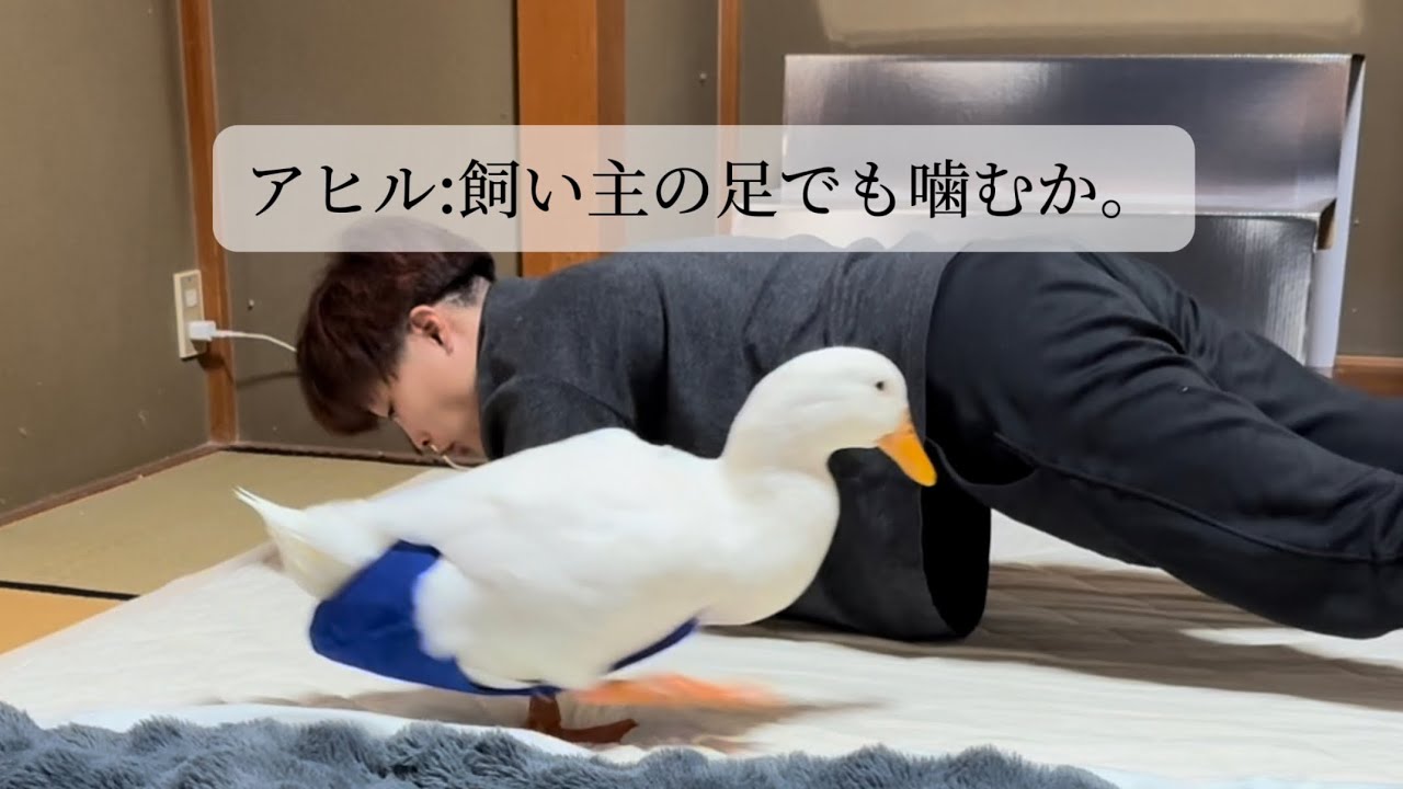 アヒルとプランク　2026.3.26(木)