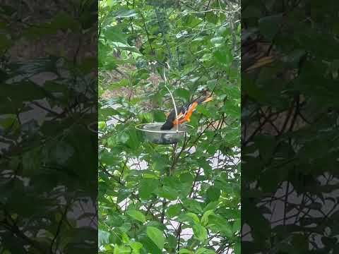 Just a rainy morning with a visit from Baltimore Oriole #bird #oriole #cattv #nature #birds