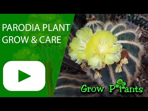 , title : 'Parodia plant – grow & care (Ball cactus)'