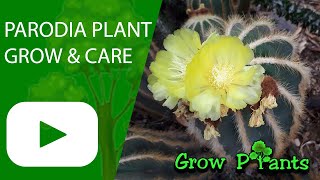 Parodia plant – grow & care (Ball cactus)