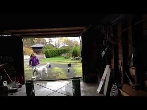 Hundehopping - Rocky og Sita