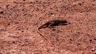 Windy Corner to Bench Mark 344, Gary Highway…Western Australia