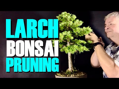 Larch Bonsai Pruning Secrets Revealed!