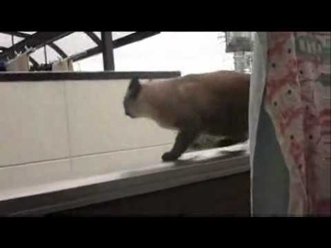 comment faut il traiter les animaux domestiques