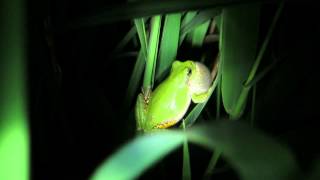 Cope's Gray Treefrog (Hyla chrysoscelis) calling.