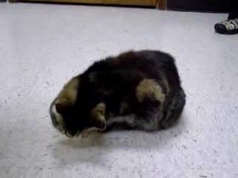 Vestibular Syndrome-Feline