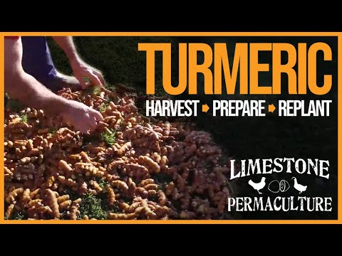 download lagu mp3 mp4 Harvesting Turmeric Root, download lagu Harvesting Turmeric Root gratis, unduh video klip Harvesting Turmeric Root