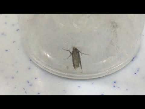 MarvelNet Series - Fly Bug