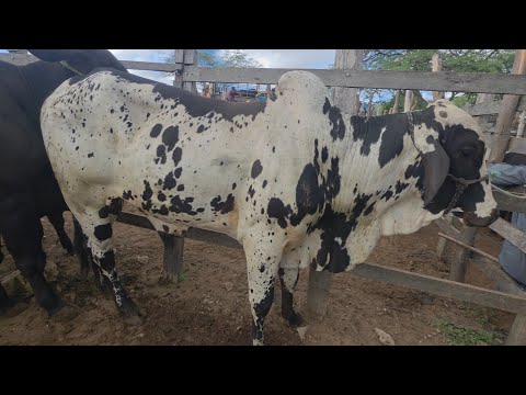 Feira do Gado da vila do jerimum Taquaritinga do Norte-PE 26/04/2026 
