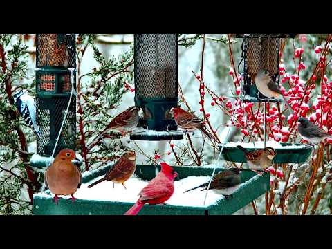 🔴LIVE Storm Watch Bird Feeder: Cardinals, Woodpeckers, Snow Birds, Juncos, Sleep, Cat TV