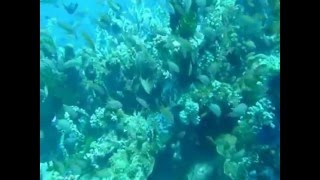 Experience Intro to Diving and Reef Tour with BUDS.mpg